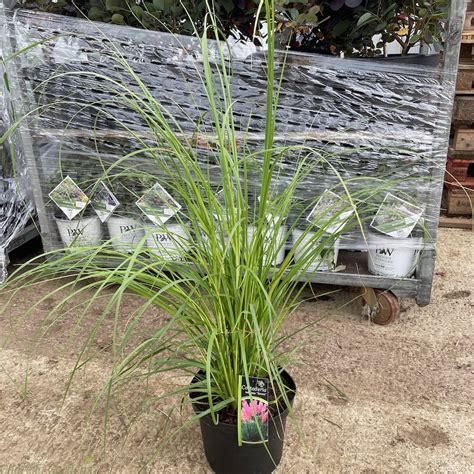 Pink Flowering Pampas Grass For Sale Cortaderia Rosea Delivery By
