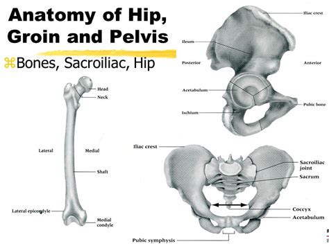 Anatomy Of Hip And Thigh Hip And Thigh Bones Joints Muscles