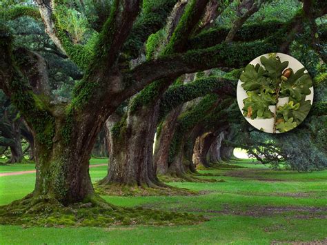 O Carvalho Uma Grande árvore Curiosidades Da Natureza