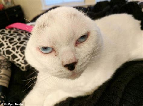 cat which lost both its ears to infection after being abandoned has found a new home daily