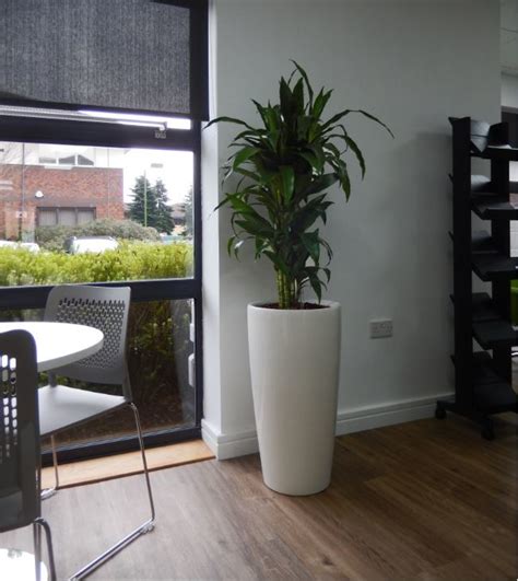 Cabinet And Barrier Plants For Derby Offices Office Landscapes