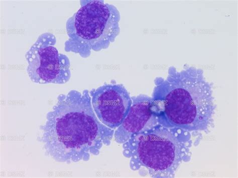 Mesothelial Cells