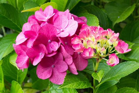Download Plant Nature Pink Flower Hydrangea Hd Wallpaper By Arnold