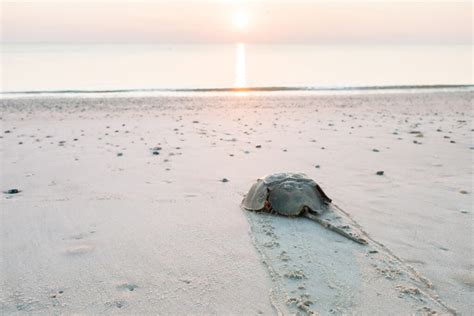 The official photostream for the. The Indispensable Horse Shoe Crab | Jekyll Island ...