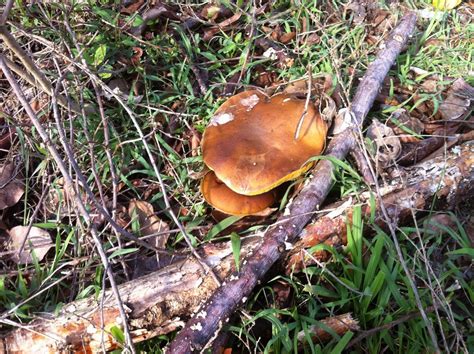 Id Request Pr Boletes Mushroom Hunting And Identification