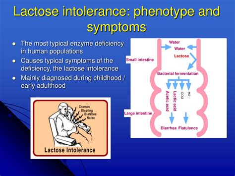 PPT Genetics Of Lactose Intolerance PowerPoint Presentation Free