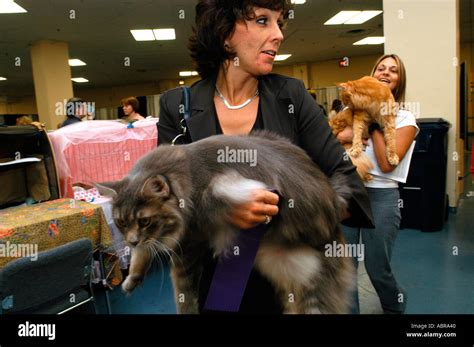 Cats Being Carried By Their Handlers To The Judging Ring At The Cat