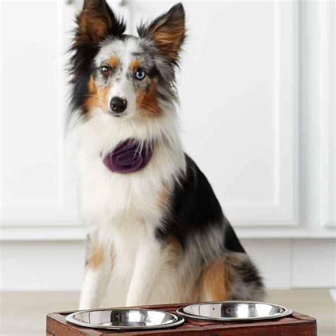 Why A Puppy Won't Eat Their Food; 5 Reasons, Answer Solved
