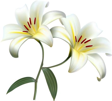 Easter White Lilies Transparent Images Png Arts