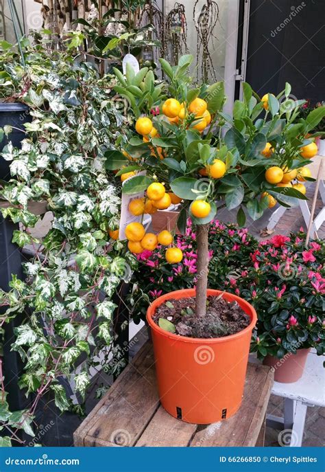 Ornamental Orange Plant Stock Photo Image Of Florist 66266850