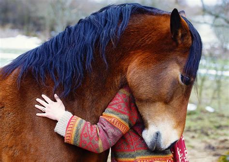 Scientists Horses And Humans Have A Special Bond