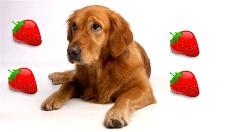 That's because choosing the wrong puppy food… one that contains too much calcium… could cause permanent bone damage and hip disease… for large breeds. Can Golden Retrievers Eat Strawberries? - Animal Hype