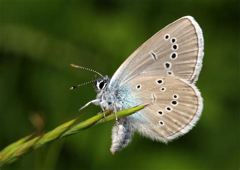 Mazarine Blue Butterfly Just Returned From A Weeks Wanderi Flickr