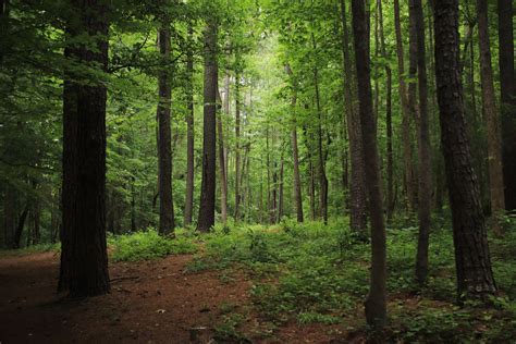 Finding Forest Land for Sale
