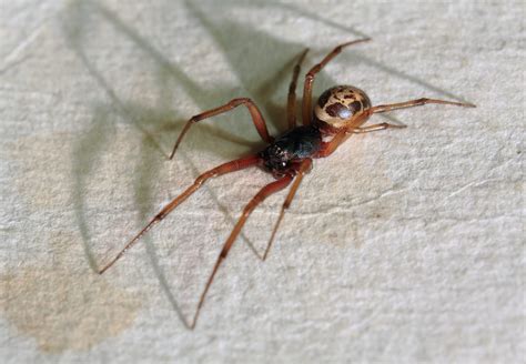 Study Noble False Widow Spiders Share Toxins With True False Widows