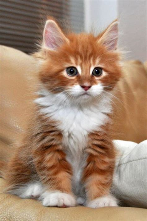 Long Haired Orange Kitten For Sale Amphibian Plant Examples