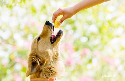 Puppy food, treats & supplies, low prices and 24/7 pet expert support, shop now! Safe Treats: Can My Dog Have "People" Food?