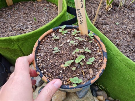 Why Did Hyssop Seedlings Stop Growing Theyve Been This Size For About