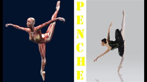 How To Penche Ballet Dance Muscle Anatomy Animation Penche Ponche