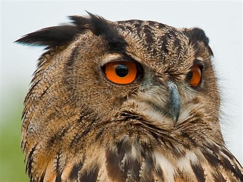 Eurasian Eagle Owl Bubo Bubo Uhu Camargue 2010 Smal Clos Flickr