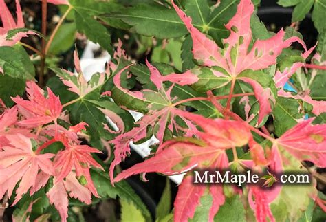 Buy Acer Palmatum Harolds Pink And White Japanese Maple — Mr Maple
