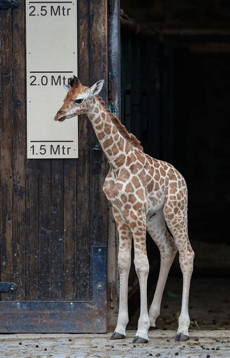 Chester Zoo Baby Giraffe Takes First Steps Outside Express And Star