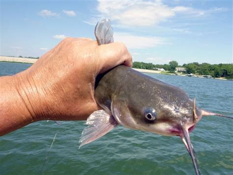 Eel Tail Saltwater Catfish Australia What You Need To Know