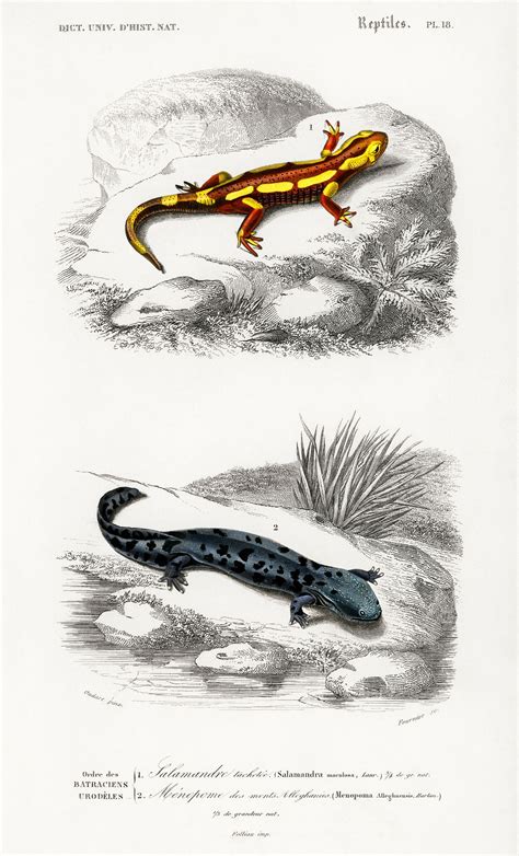 Salamander Images Free Vectors Pngs Mockups And Backgrounds Rawpixel