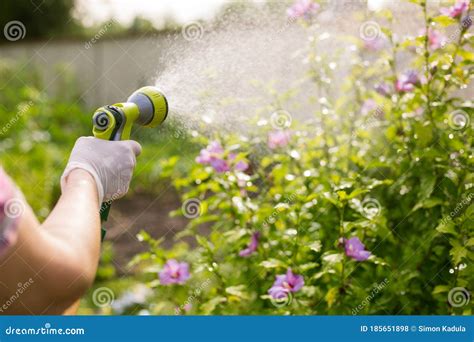 Senior Woman Watering Her Beautiful Flowers By Hand Watering Tube