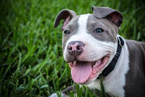 Happy Pitbull Stock Photos Pictures And Royalty Free Images Istock
