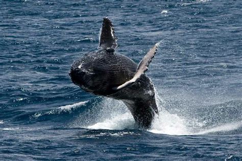 Breaching Baby Humpback Marine Mammals Mammals Whale