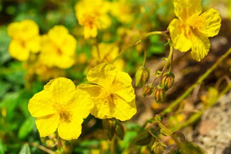 Warum fahren manche von der andenstadt la paz aus mindestens 2 stunden durch die einöde des altiplano. Lavendelblüten » Blütezeit & Verwendung