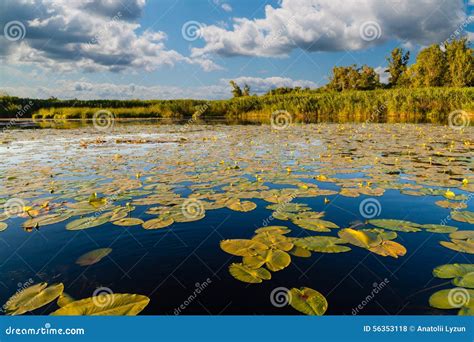 Landscape At The Lake With Water Lilies Stock Photo Image Of Panorama