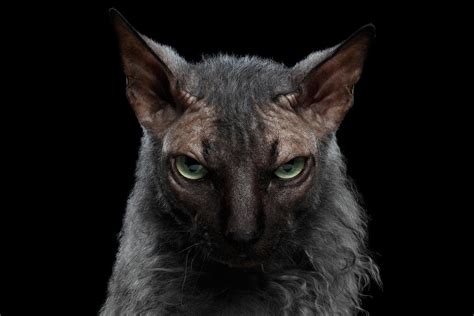 Closeup Werewolf Sphynx Cat Angry Looking In Camera Isolated Black
