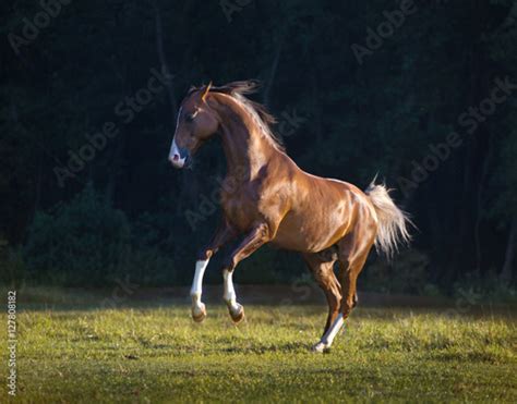 Red Akhal Teke Horse Galloping On The Trees Background At The Summer