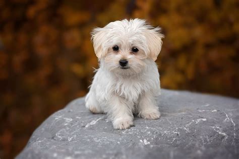 The Teacup Maltese Complete Breed Guide Animal Corner