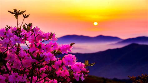 Mountain Flowers Wallpapers Wallpaper Cave