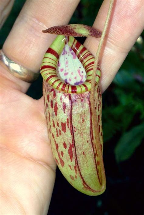 Tropical nepenthes alata monkey cups pitcher plant house office fly catcher trap. Nepenthes (ventricosa X spectabilis) X tenuis ...