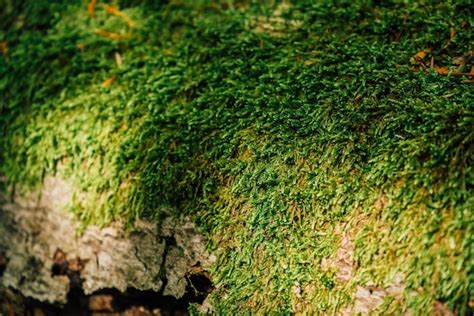 Premium Photo Beautiful Closeup Of Green Moss On On Tree Bark