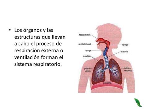3 Identifica Las Estructuras Del Aparato Respiratorio Y La Funcion De