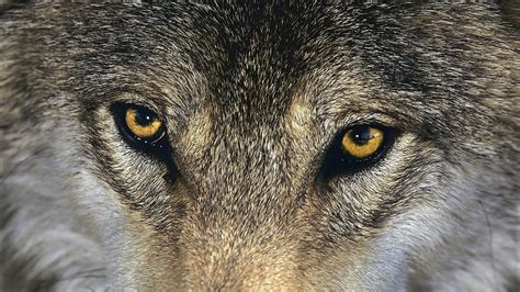 Brown Wolf Wolf Animals Eyes Hd Wallpaper Wallpaper Flare