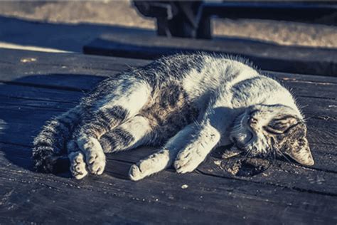 It's one of the most common ways that ensure the least pain for your pet. how to euthanize a cat at home without a vet- mrtoppet ...