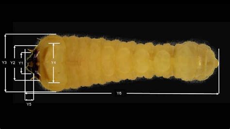 Determination Of Larval Instars Of Semanotus Bifasciatus Coleoptera