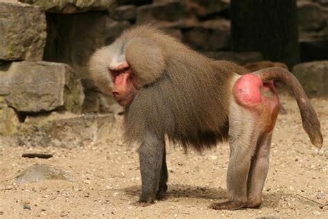 Muzzle), middle high german beffen (to bark), middle english baffen (to bark). Hamadryas Baboon Facts, Range, Behavior, Diet, Pictures