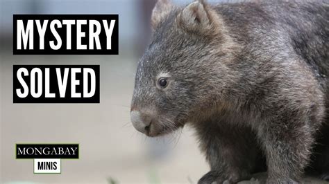 Mystery Behind Cubed Wombat Poop Uncovered By Scientists Youtube