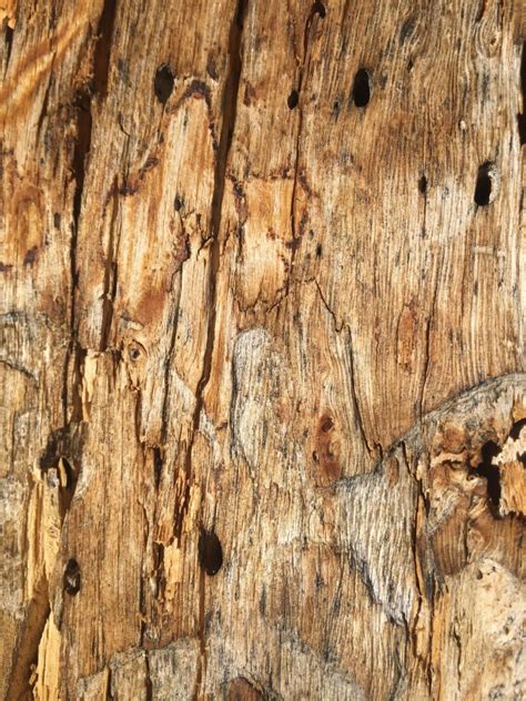 Stock Tree Wood Bark Texture 00028 Free Textures