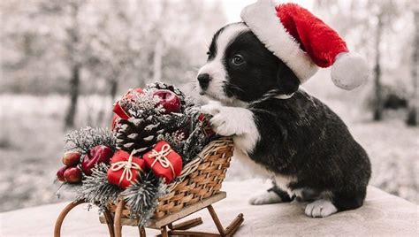 30 Of The Cutest Christmas Puppies On Earth Pictures Dogtime