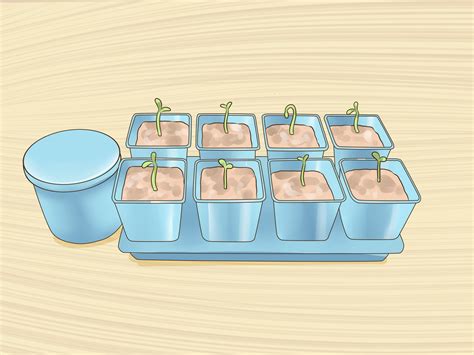 How To Germinate Seeds In Hydroponics 6 Steps With Pictures