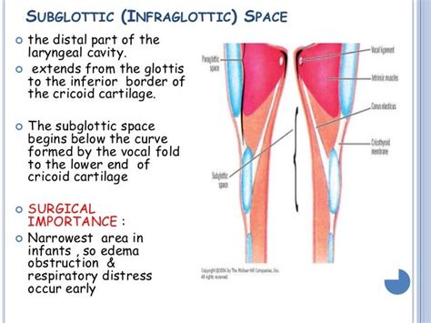 anatomy of larynx by ravindra daggupati