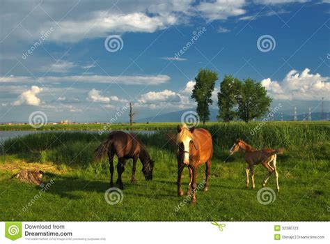 Horses Stock Image Image Of Trees Water Landscape 32380723